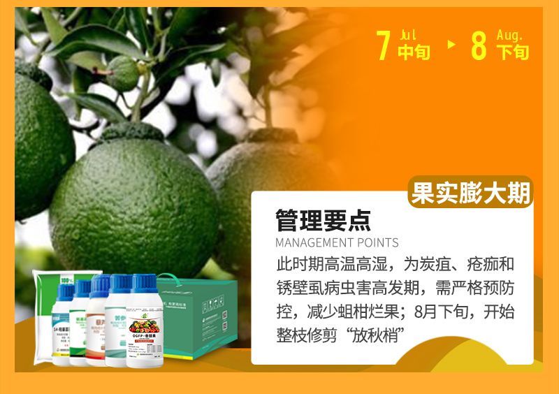 此時期高溫高濕，為炭疽、瘡癡和銹壁虱病蟲害高發(fā)期，需嚴(yán)格預(yù)防控，減少蛆柑爛果;8月下旬，開始整枝修剪“放秋梢”